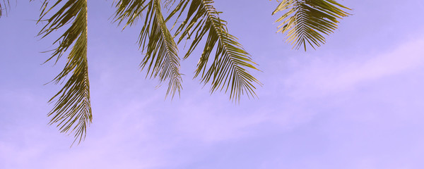 High palm on background of sky in the tropics. hot summer. beach season. Cold beach season. Relax on the beach. Hello summer time. Good time for rest.