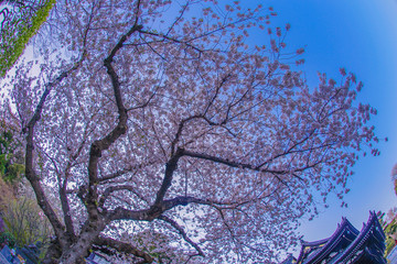 満開の桜と鎌倉長谷寺の風景