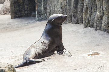 Fototapeta premium Cute fur seal at the zoo. Concept of animal life in nature and nature reserves. Environmental protection.