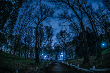 井の頭恩賜公園の森の中から