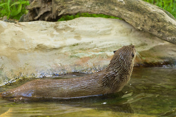Side view of a wet nimble otter is floating on a river with a picturesque view with a mouse in her...