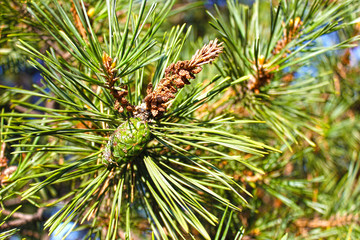 pine tree branch with cones