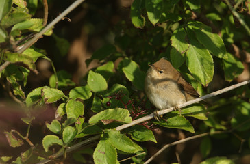 A pretty Reed Warbler, Acrocephalus scirpaceus, perching on a reed at the edge of a marsh.	