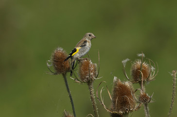 A juvenile Goldfinch, Carduelis carduelis, feeding on the seeds of a teasel plant.	