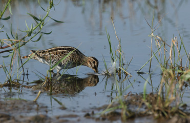 A pretty Snipe, Gallinago gallinago, feeding in a marshy pool.	