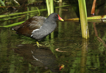 A Moorhen, Gallinula chloropus, sitting in the reeds at the edge of a lake.