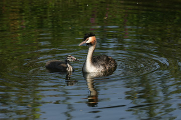 A beautiful Great crested Grebe, Podiceps cristatus, and its cute baby swimming on a fast flowing river.	