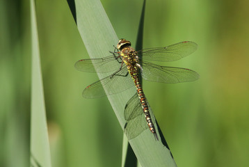 A pretty female Migrant Hawker Dragonfly, Aeshna mixta, perching on a reed at the edge of a pond.
