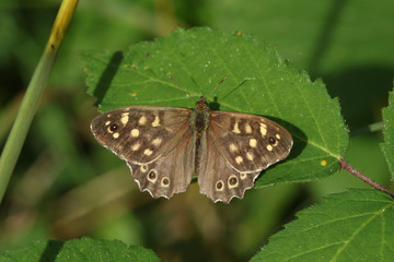 A pretty Speckled Wood Butterfly, Pararge aegeria, perching on a leaf in a Woodland glade in the UK.