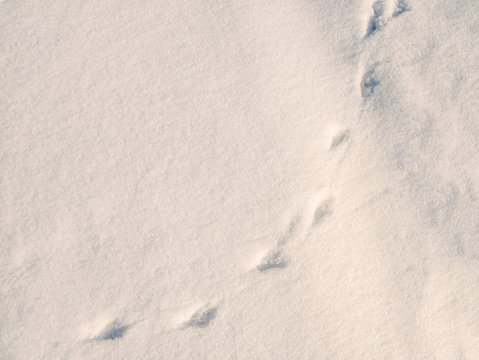 Shadows in the snow