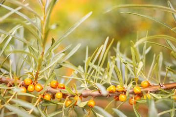 Autumn fall sea buckthorn on tree branches in the country gives the necessary vitamins for the upcoming cold season