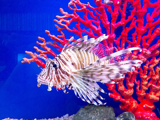 Beautiful fish with coral in aquarium.