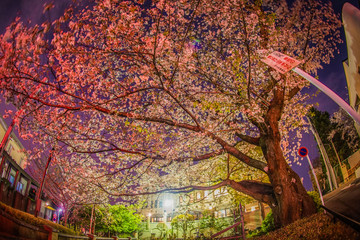 満開の夜桜と横浜元町の街並み