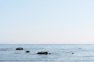 Obraz premium Calm coastal view with birds on the rocks in the water