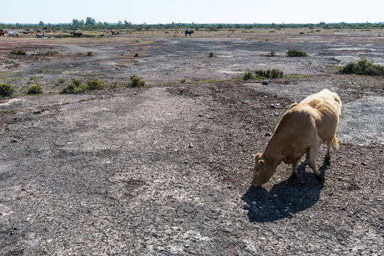 Grazing Cow In A Great Dry Barren Landscape