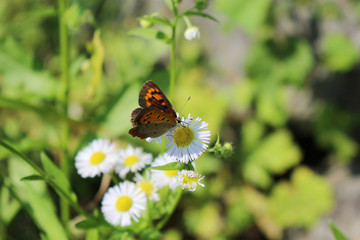 ヒメジョオンの花の蜜を吸うベニシジミ