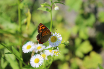 ヒメジョオンの花の蜜を吸うベニシジミ