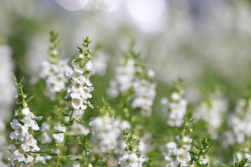 white flowers in spring