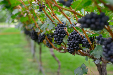 Closeup image of a fresh grape that is on the branch in the beautiful Vineyard farm, healthy concept, design with copy space for text, advertising and banner.