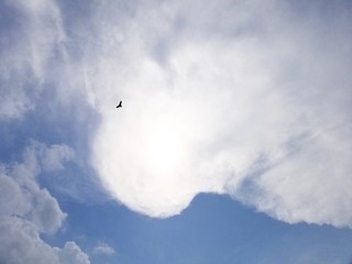 Fototapeta premium Eagle flying to the sun, Nam Sang Wai, Yuen Long, Hong Kong