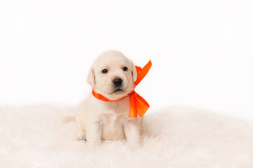 A beige labrador puppy is sitting with a bow around his neck.