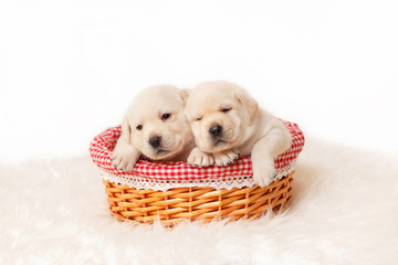 Two beige labrador puppies are sitting in a basket.