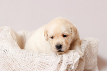 A beige labrador puppy lies in a basket on a soft light shawl. Close-up.