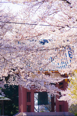 Naklejka premium 池上本門寺の満開の桜