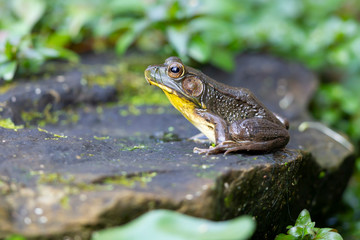 A Frog sitting on a rock in a garden pond surrounded by green leaves