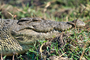 Crocodile in Botswana, Chobe national park, Africa