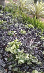 plants in the garden