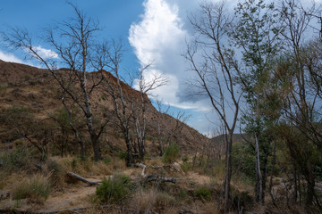 group of dead trees next to the Mecina river (Spain)