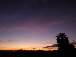 Fototapeta na wymiar Salmon sunset whit palm , Valencia