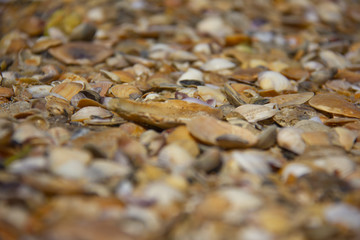 beautiful shells, tilt shift photography