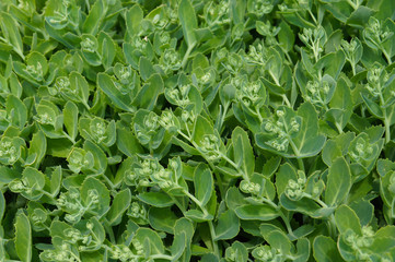Fototapeta na wymiar Sedum or hylotelephium spectabile green plant background