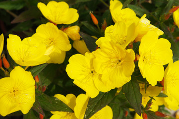oenothera fruticosa fireworks or  evening primrose yellow flowers