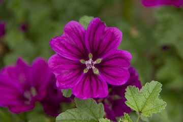 photo of a beautiful purple flower