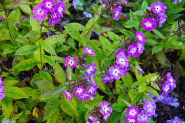 phlox paniculata purple flowers in garden 
