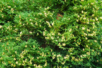 Fototapeta premium Thuja occidentalis holmstrup super good green plant background