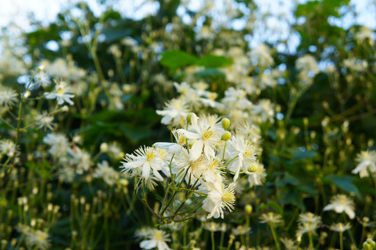 Clematis Mandschurica Creeping Plant With White Flowers