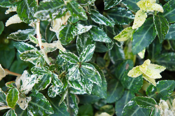  euonymus fortunei harlequin or spindle green foliage
