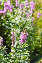 lythrum salicaria lady sackville loosestrife purple flowers