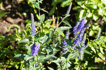 veronica longifolia  garden speedwell blue flowers with green