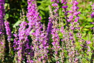 Obraz premium swirl lythrum salicaria purple loosestrife purple flowers