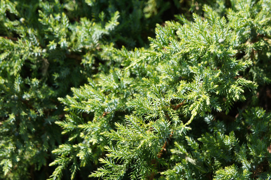 juniperus davurica green shrub background