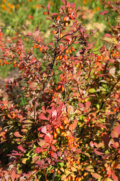 Berberis vulgaris atropurpurea red barberry shrub