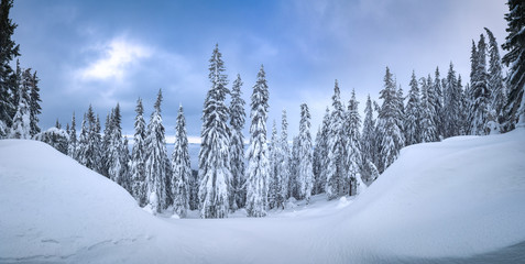Carpathian alpine winter forest