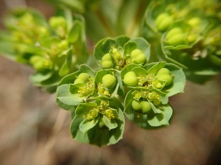 Detail of blooming wild plant , Valencia