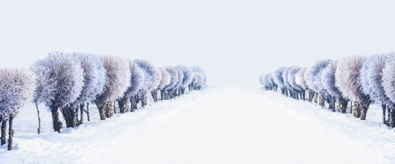 Road in winter park with trees in hoarfrost  Foggy frosty morning. Beautiful winter background