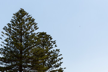 Tiny paraglider descending with giant pine trees in the foreground.